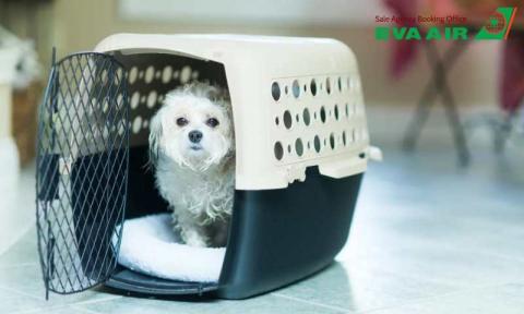 Thủ tục mang chó mèo đi Đông Nam Á bằng EVA Air chi tiết A-Z